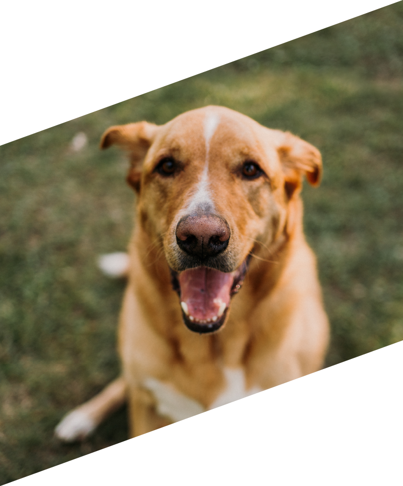 Copper Construction Dog - Copper Co - Will MacLean - Property Management - Real Estate Investing - JV Partner Working Ottawa - Keyspire - BCIN - General Contractor